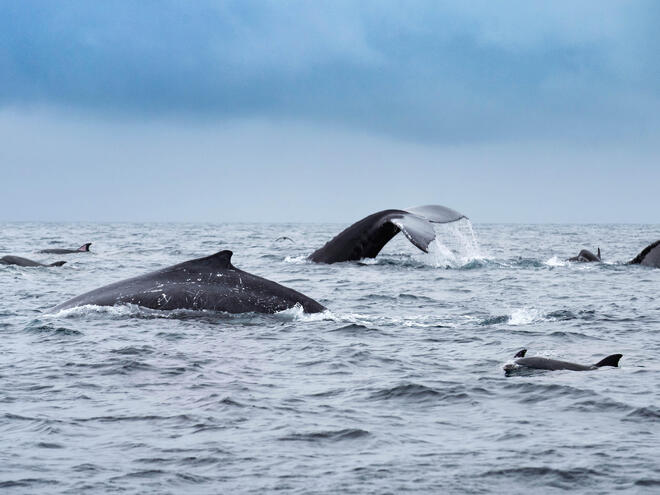 Whales and dolphins swimming in Isola de la Plata, Ecuador.
