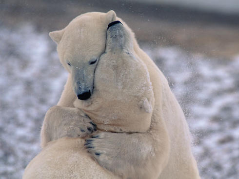 Two polar bears hugging