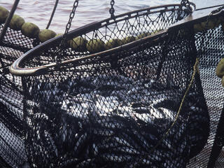 Overfishing, tuna