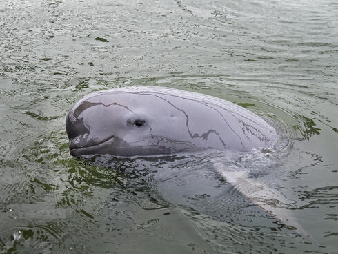 Yangtze finless porpoise