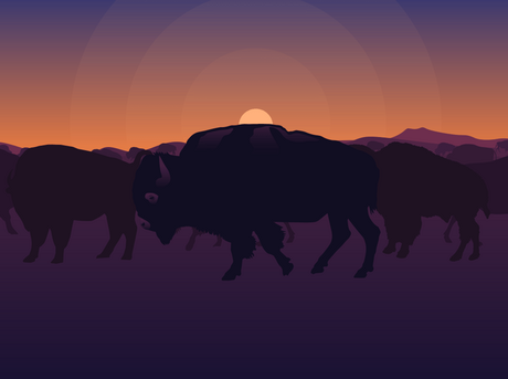 illustrated silouettes of bison standing in in front of an illustrated sunset 