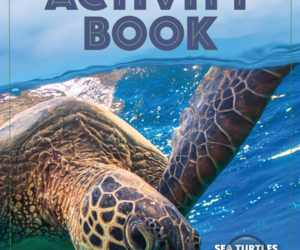 Sea Turtle Activity Book