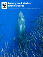 Endangered Marine Species Guide Brochure