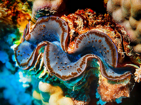 Giant clam.