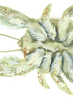 Illustration of kiwa tyleri also known as the 'Hoff crab'